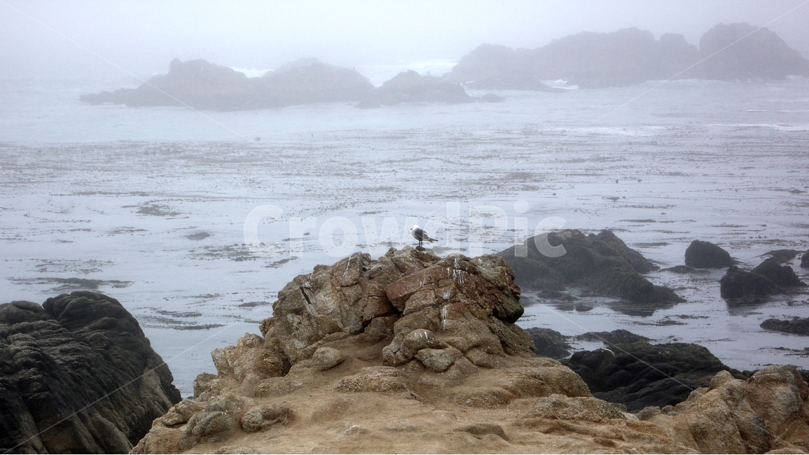 캘리포니아,바닷가,안개,샌프란시스코,갈매기,바위,해변,자연,풍경,nature,landscape,동물,animal,조류,새,birds,promontory,곶,ocean,대양,water,물,outdoors,옥외,sea,바다,bird,shoreline,해안선,cliff,낭떠러지