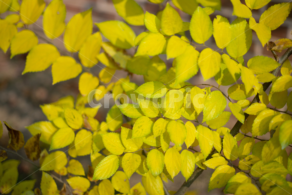 단풍,fallfoliage,가을,autumn,fall,나뭇잎,leaf,노란잎,yellowleaf,가을,계절,fall,autumn,season
