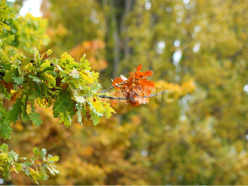 나무,가을,낙옆,단품,초록,green,color,아웃포커싱