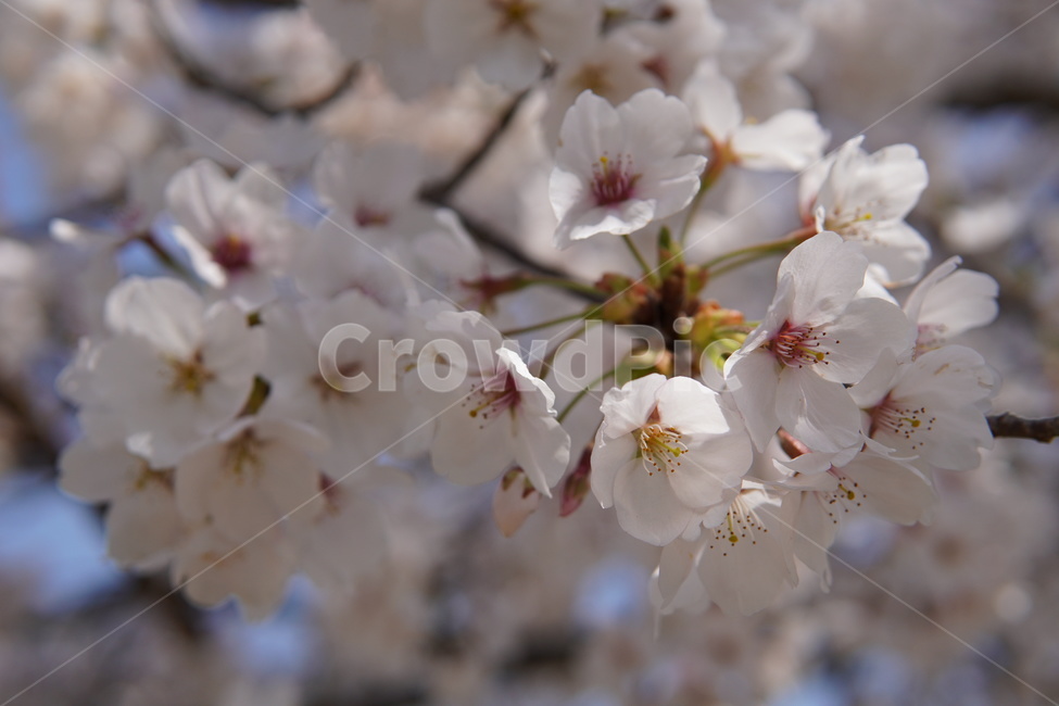 plant,flower,blossom,꽃,벚꽃,봄,4월