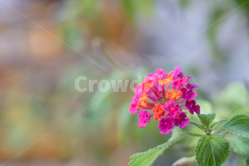 식물,botanical,자연,plant,nature