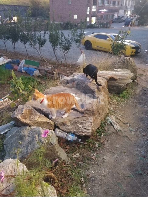 고양이,냥이,동물,애완묘,길냥이,동물,animal,포유류,mammal,고양이,cat,kitten,kitty