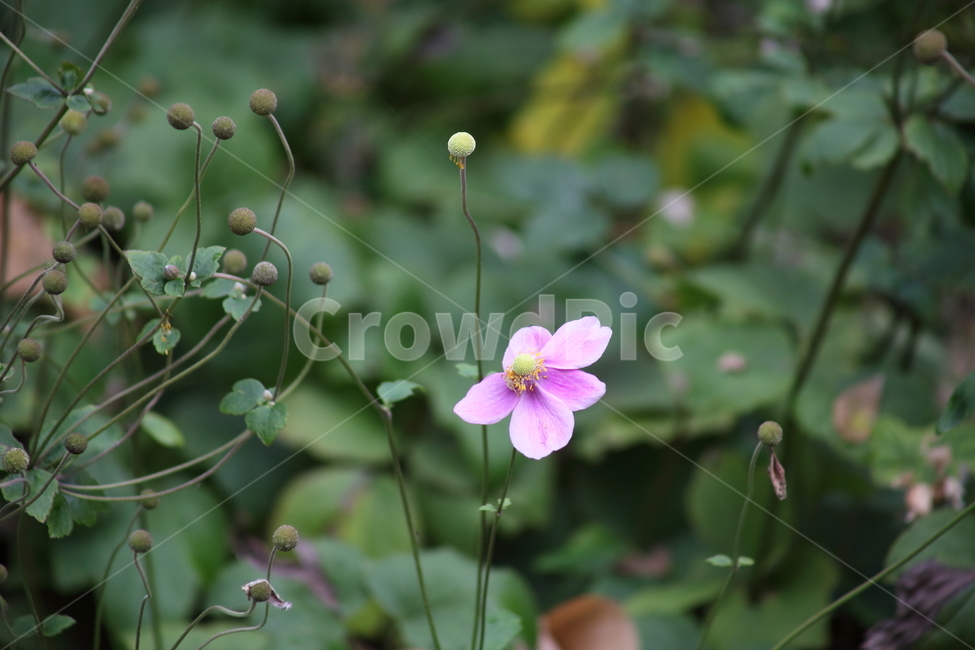 대상화,추상국,꽃,식물,미나리아재비과,식물,자연,plants,nature,꽃,flower