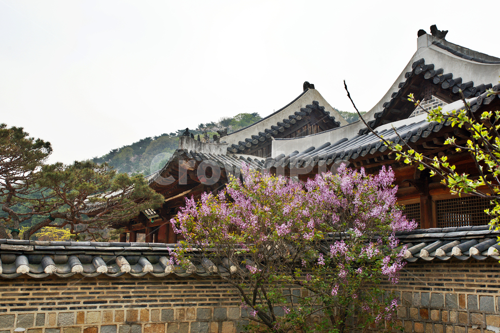 복내당,화성행궁,행궁,수원,정조,돌담,내아,기와,처마,꽃,한국전통,한국문화,korean traditional,korean culture,랜드마크,landmark,tourist attraction,한국랜드마크,한국관광지,한국명소,korea landmark,korea tourist attraction,건축물,건물외관,exterior,building,structure,architecture,construction