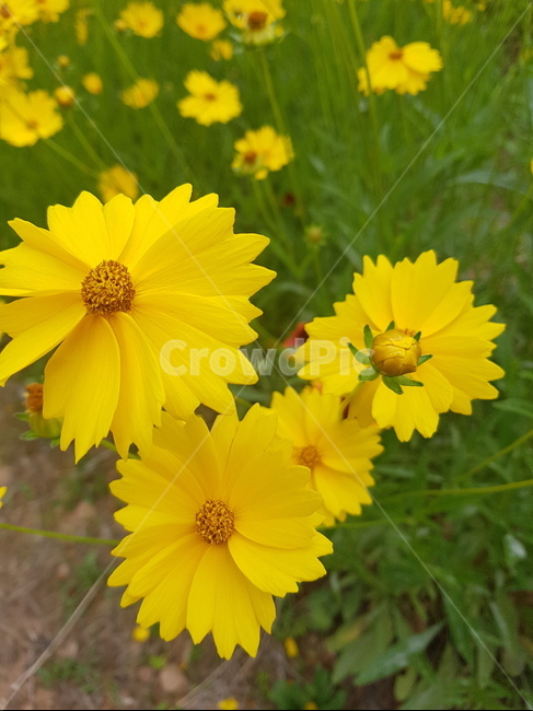 꽃,들꽃,flower,wildflower,꽃잎,petal,floralleaf