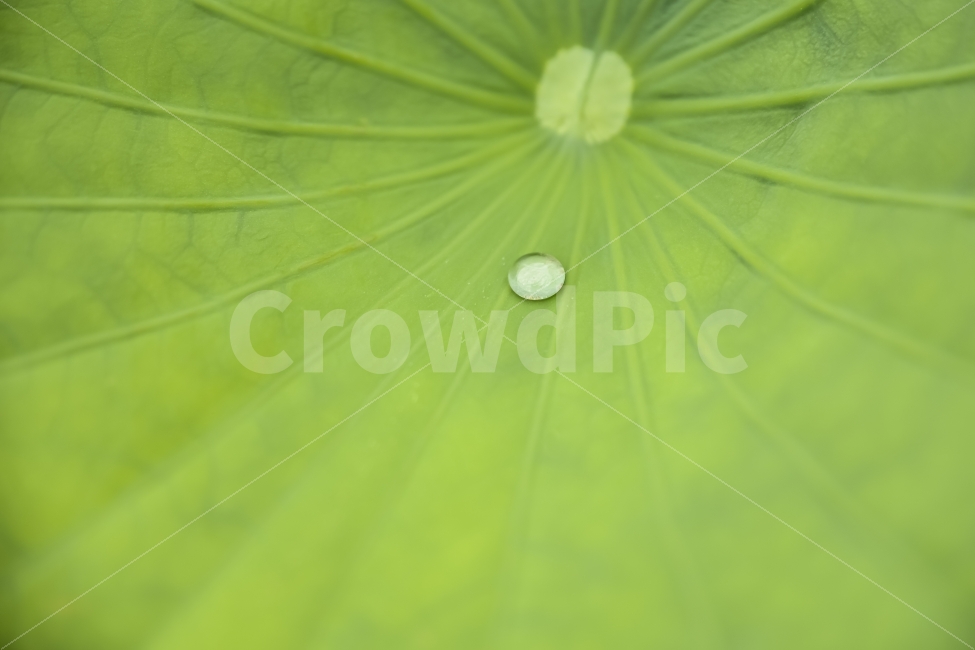 연잎,물방울,연꽃잎,빗물,식물,녹색,배경,자연,green,background,water,leaf,bubble,nature,plant,배경이미지,배경화면,바탕화면,식물,자연,plants,nature