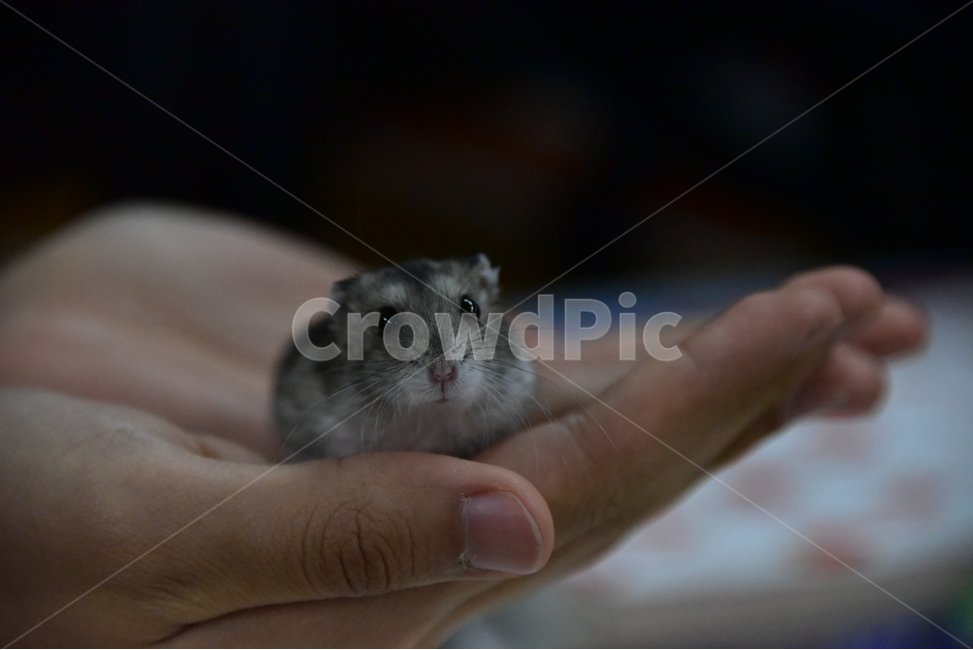 햄스터,동물,애완동물,포유류,펫,귀여움,귀여운,hamsters,mammals,pets,pet,cute,동물,animal,포유류,mammal