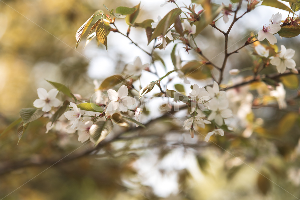 꽃,봄꽃,봄,자연,flower,spring,식물,자연,plants,nature,꽃,flower