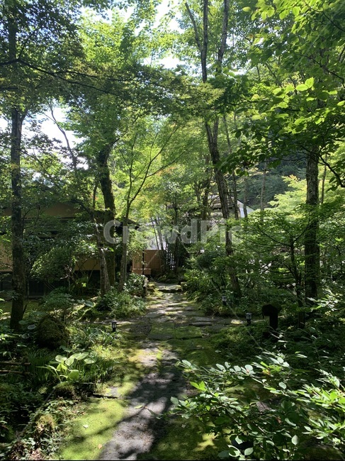 숲,휴양지,휴가,시골,정원,tree,나무,plant,정자,초목,vegetation,outdoors,arbour,자연,풍경,nature,landscape