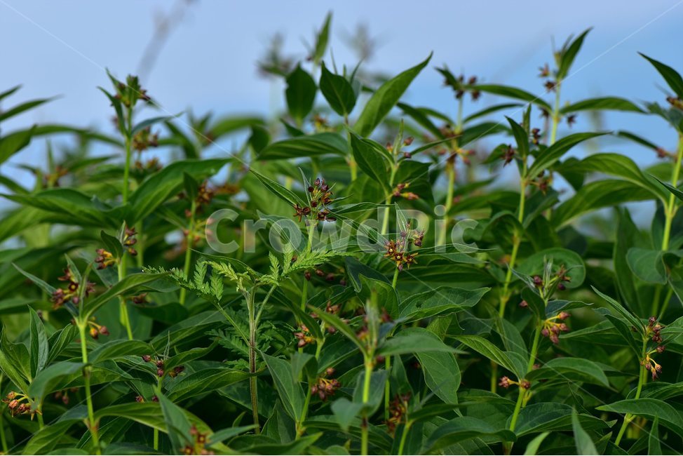 선백미꽃,야생화,꽃,식물,자연,생태,플라워,flower,plants,nature,식물,자연,plants,nature