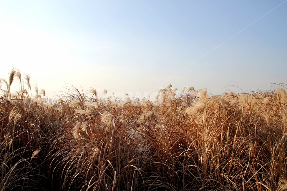 갈대,자연,숲,하늘,가을,자연,풍경,nature,landscape,grass,잔디,plant,식물