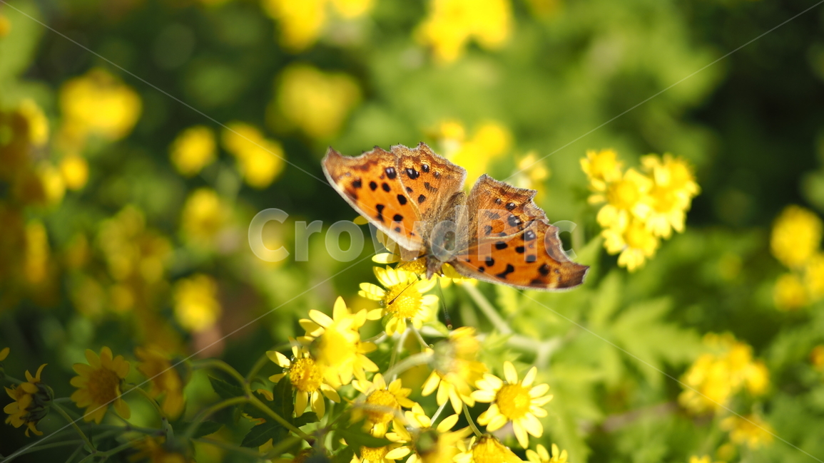 나비,야생화,들꽃,꽃,노란색,butterfly,wildflower,flower,yellow,곤충,벌레,insect,bug