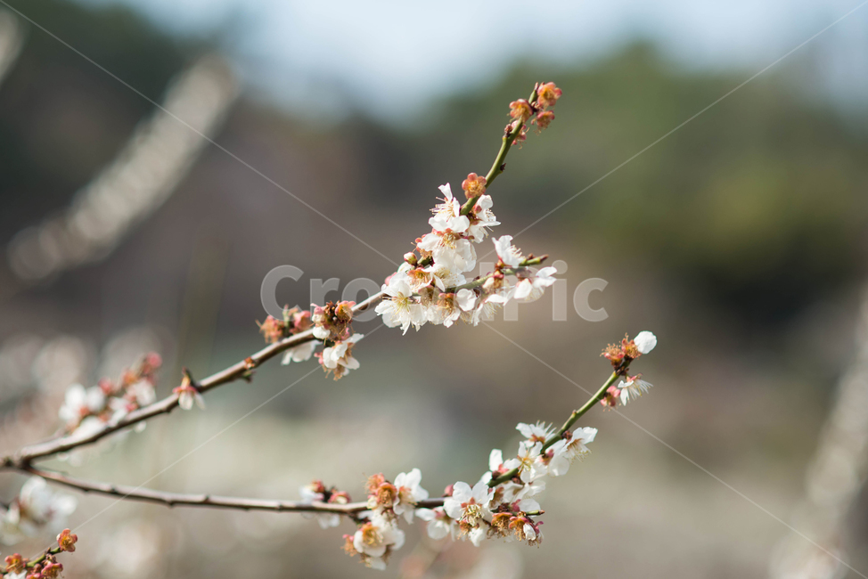 매화,꽃,봄,맑은,화사한,봄,계절,spring,season,식물,자연,plants,nature,꽃,flower,plant