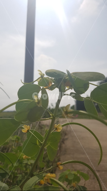 여름,여름풍경,여름꽃,꽃,시골풍경,야생화,풀,여름배경