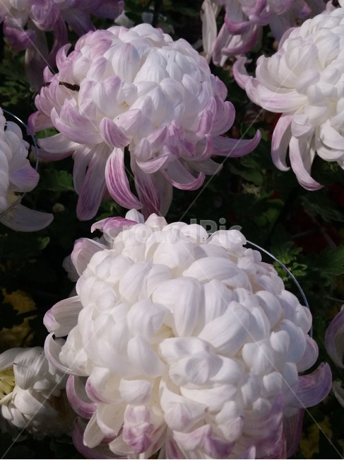 꽃,국화,chrysanthemum,가을꽃,가을