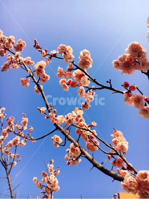 벚꽃,봄,분홍,배경,계절,flower,자연,plants,spring,봄,계절,spring,season,식물,자연,plants,nature,꽃,flower,plant,blossom