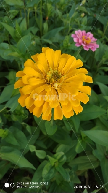 식물,plant,백일홍,꽃,노랑,노란,노란꽃