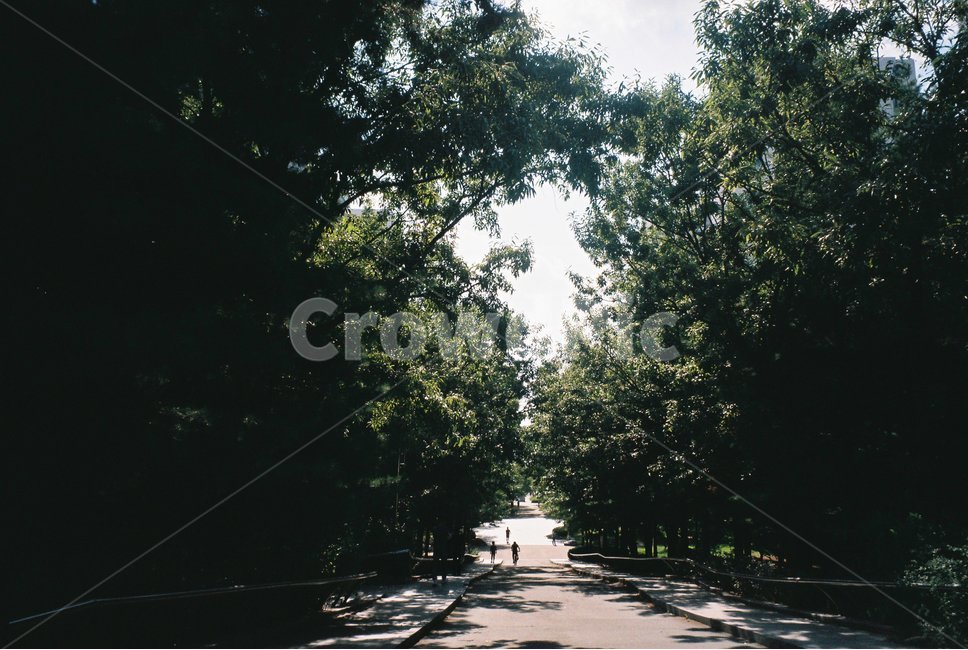 tree,나무,plant,식물,필름,필름사진,감성,감성사진,경치,그늘,햇빛,그린,초록