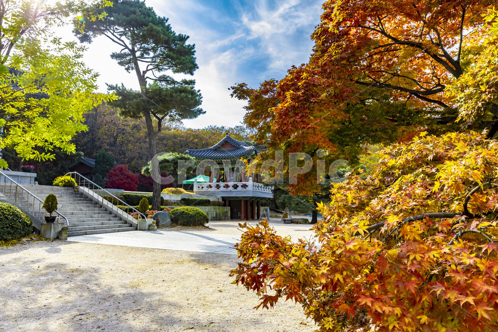 보광사,가을,단풍,자연,풍경,사찰,단풍잎,나뭇잎,계절,가을서정,식물,plant,나무,나무줄기,잎,가을,계절,fall,autumn,season,tree