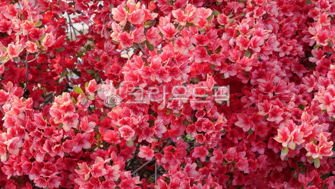 철쭉,빨간색,붉은색,붉은꽃,꽃