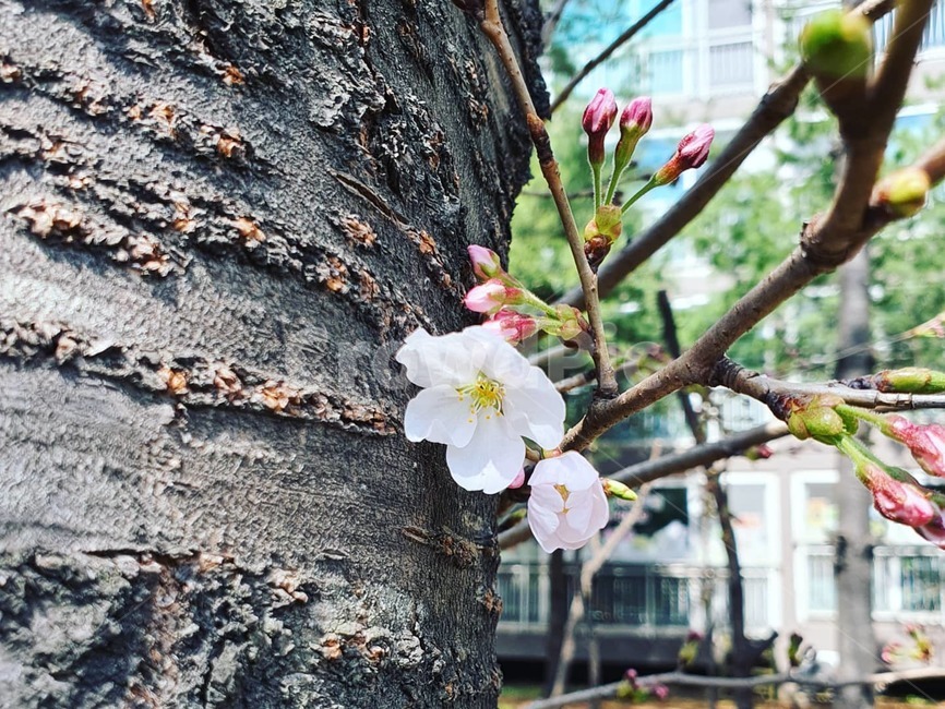 나무,treetrunk,tree,식물,plant,벚꽃,새싹,봄,spring,꽃송이,cherryblossom,flower