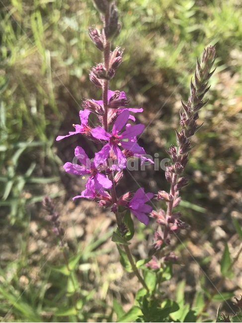 꽃,식물,자연,분홍색,분홍색꽃,flower,pink,식물,자연,plants,nature,꽃,flower