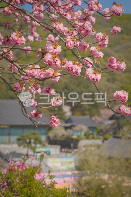 atmosphere,pink,color,mood,springs,cherryblossom,spring,Double cherry blossoms,Scent of spring,season,colorsense,Emotion,sensible,sky,blossom,warmth,nature,Color,clear,feeling,shine,flower,colorsensitivity,outdoor,sunlight,light,background,feelingofcolor