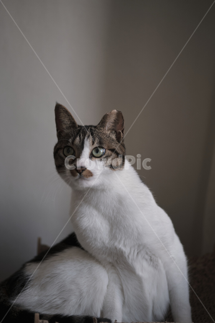 cat,고양이,pet,애완동물,animal,동물,home,집,동물,animal,포유류,mammal,고양이,cat,kitten,kitty