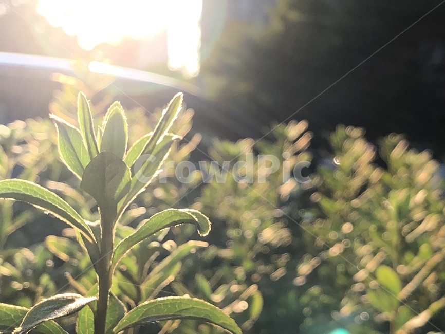 빛,햇빛,식물,감성,풀,식물,자연,plants,nature