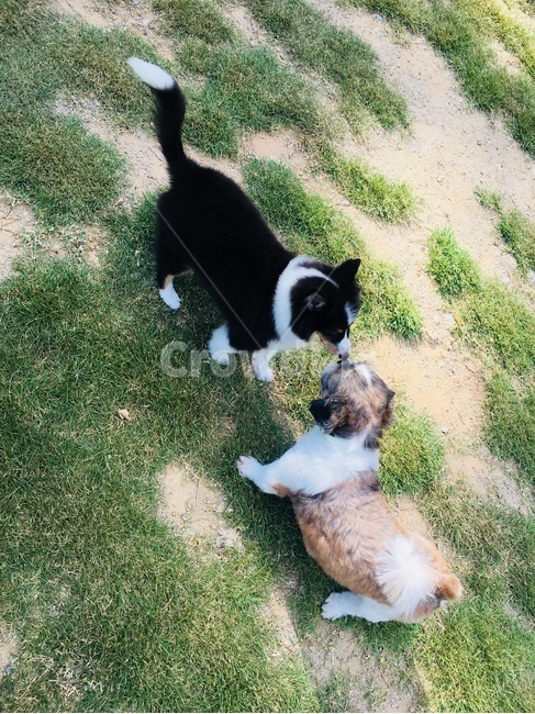 강아지,산책,친구,인사,멍멍이,동물,animal,포유류,mammal,개,강아지,dog,doggy