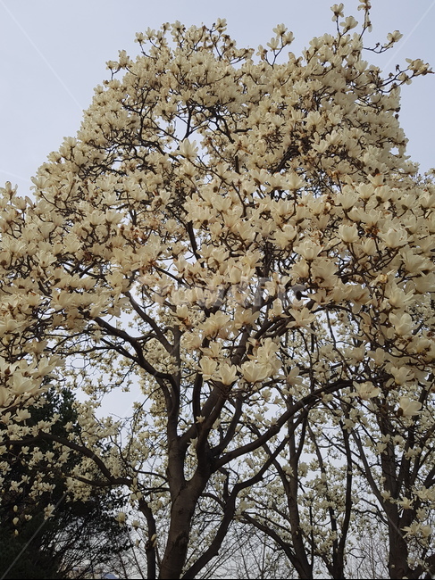 봄,목련,나무,꽃놀이,봄꽃,꽃,봄날씨,봄,계절,spring,season,식물,자연,plants,nature,꽃,flower,plant,blossom,cherry blossom,벚꽃