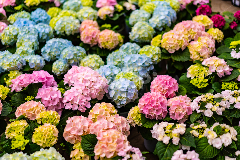 알록달록,꽃,수국,다양함,flower,식물,자연,plants,nature,꽃,flower