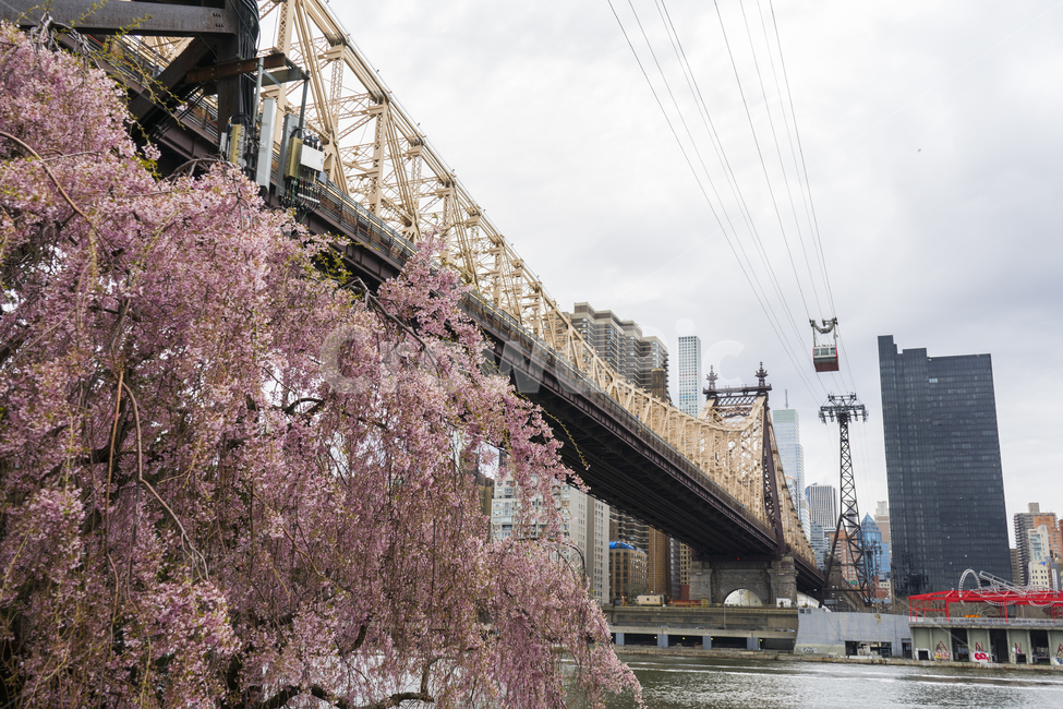 plant,식물,다리,전차,미국,벚꽃,뉴욕,케이블카,풍경,bridge,cablecar,flower,tree,cherryblossom,pink,newyork