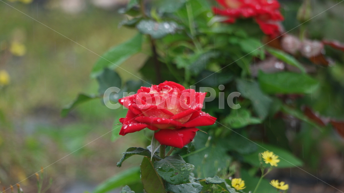장미꽃,장미,장미원,로즈,로즈가든,식물,자연,plants,nature,꽃,flower