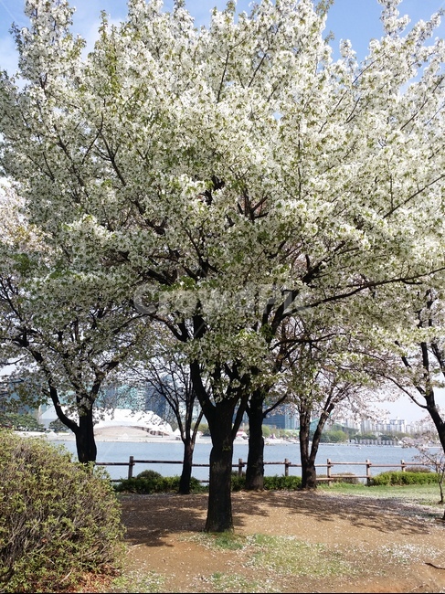 공원,나무,벚꽃,나들이,봄,호수,햇빛,cherryblossom,park,spring,tree,picnic,봄,계절,spring,season,식물,자연,plants,nature,나무,trees,wood,plant,tree trunk,나무 줄기