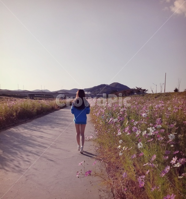 코스모스길,가을,뒷모습,여자,여성,꽃,가을,계절,fall,autumn,season,사람,인물,인간,human,person,여성,여자,woman,female,lady,ditch,도랑,shorts,반바지