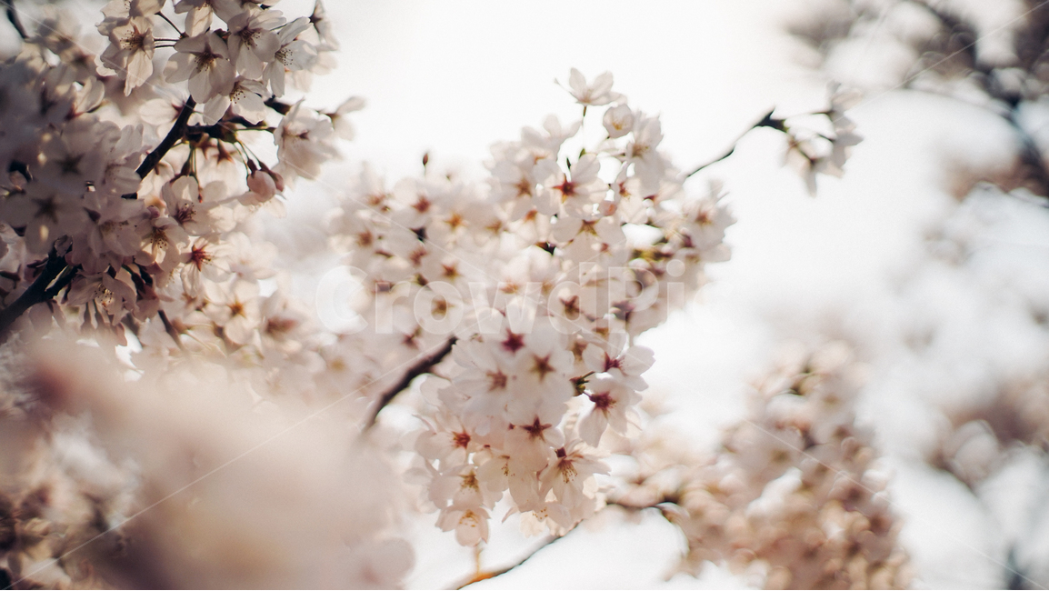 아련한,봄,벚꽃,꽃,아련함,화창한,봄,계절,spring,season,plant,식물,flower,blossom