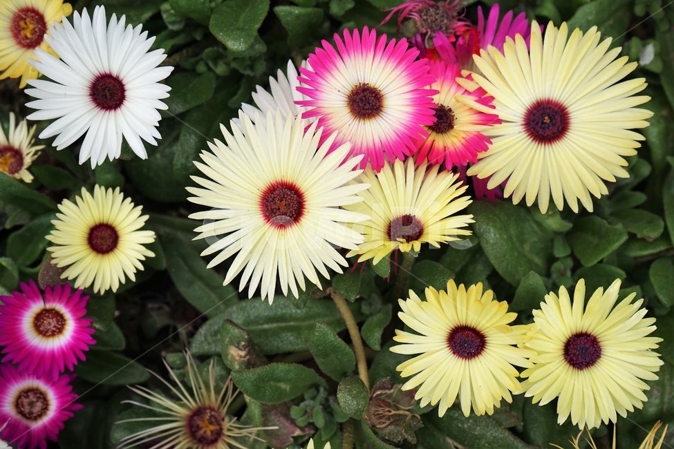 리빙스톤데이지,꽃,화단,정원,원예,화려,아열대식물,livingstonedaisy,beautiful,plant,flower,식물,자연,plants,nature,꽃,flower