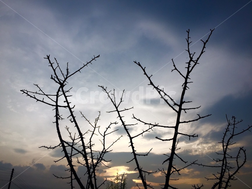 light,빛,flare,플레어,nature,자연,sunlight,햇빛,outdoors,옥외,풀,줄기,멋진,gold,afternoon