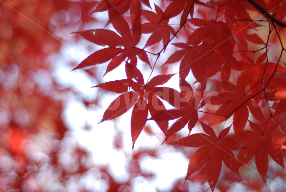 단풍잎,붉은잎,가을,가을색,보케,가을,계절,fall,autumn,season,식물,자연,plants,nature,leaf,잎,plant,tree,나무,maple,단풍