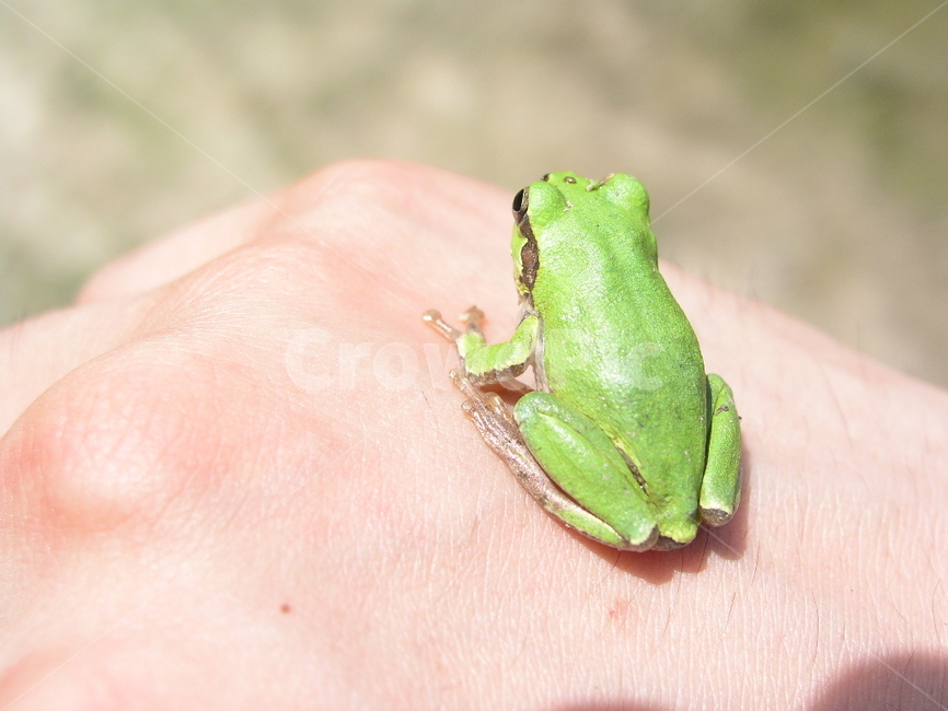 동물,개구리,청개구리,자연,생태,animal,frog,treefrog,nature,ecosystem,동물,animal,파충류,양서류,reptile,amphibian