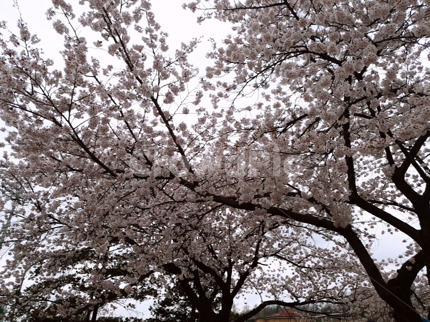 나무,벚꽃,벚꽃나무,만개,꽃,봄,계절,spring,season,식물,자연,plants,nature,나무,trees,wood,plant,flower,blossom
