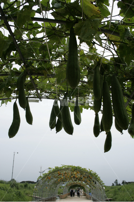식물,plants,nature,호박,넝쿨,하늘공원,공원,식물,자연,plants,nature