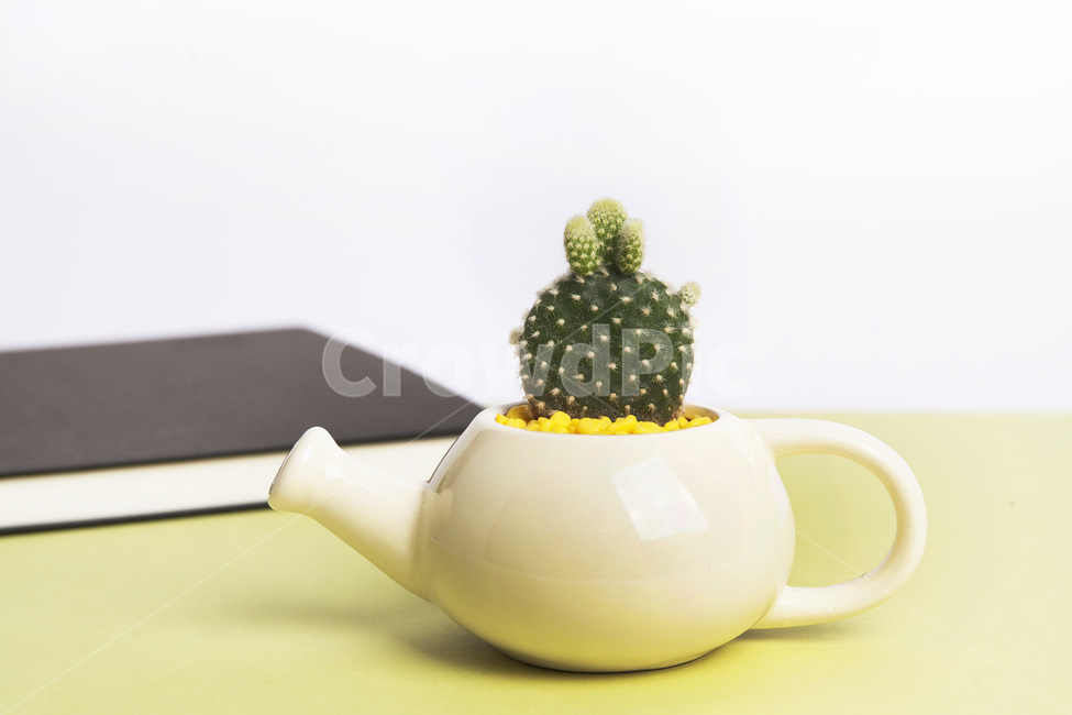 선인장,다육식물,다육이,봄,반려식물,식물,자연,plants,nature,실내용화초,화분,화초,house plant,사물,물건,오브젝트,thing,object,matter,연출,컨셉,콘셉,direction,concept