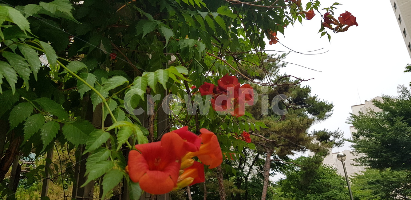 능소화,여름꽃,주황색꽃,정원수,예쁜꽃