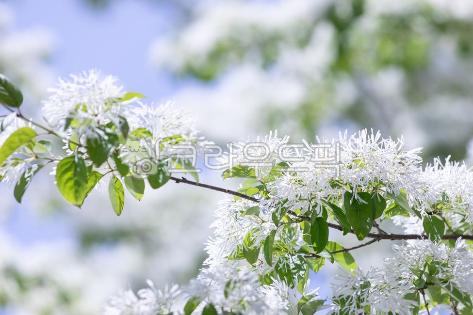 spring,poplar,poplar flower,white,flower,petal,green,leaf,poplar,oleaceae,broadleaf tree,plant,nature,outdoor,warm,sunlight