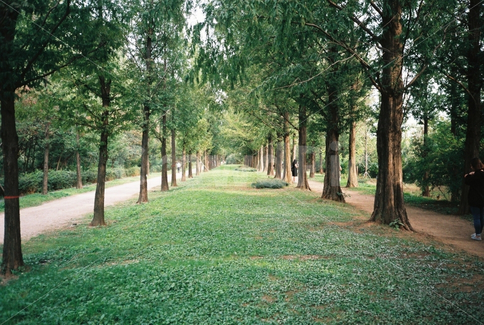 film,숲,감성,필름,여름,나무,꽃,자연,풍경,nature,landscape,식물,plants,나무,trees,wood,감성,sensible,feeling,tree,plant,grass,잔디