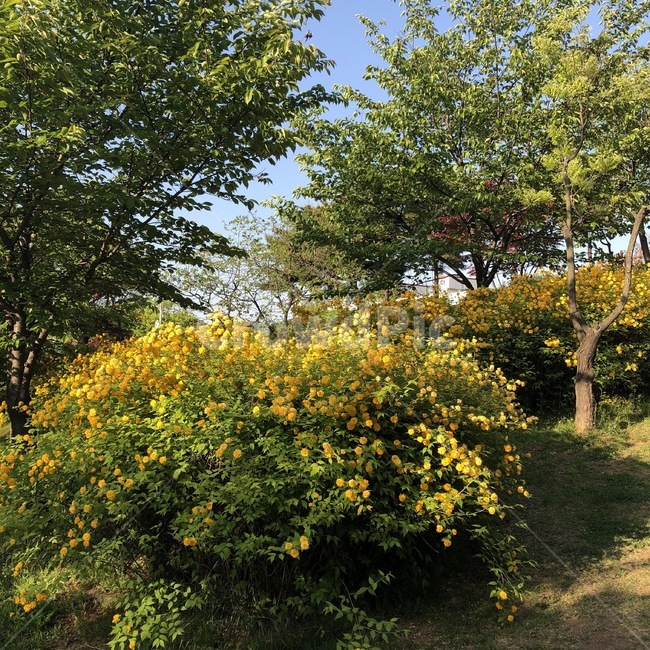 자연,식물,꽃,나무,하늘,노랑,초록,nature,plants,flower,tree,sky,yellow,green,skyblue,shokubutsu,hana,ki,sora,kiiro,midori,자연,풍경,nature,landscape,plant
