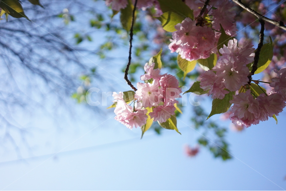 벚꽃,핑크,꽃,하늘,자연,봄,계절,spring,season,식물,자연,plants,nature,꽃,flower,plant
