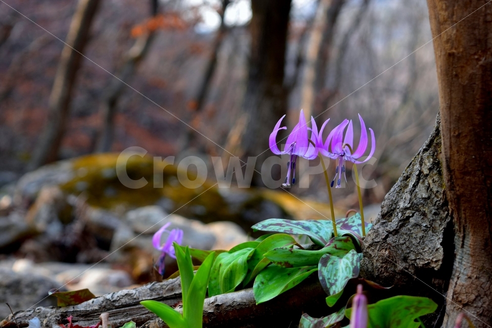 얼레지,봄,야생화,꽃,화야산,경기도,봄꽃,감성,햇살,그림자,Erythroniumjaponicum,가재무릇,백합과,얼레지속,바람난여인,질투,식물,자연,plants,nature,꽃,flower